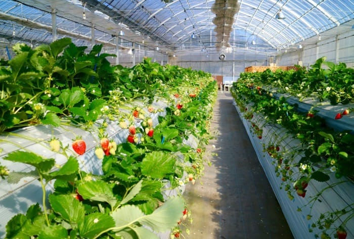 th_strawberry_farm_20160214f