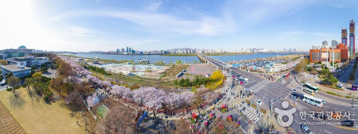 汝矣島櫻花